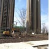 安徽銀杏實生樹/利洋場地銀杏苗木基地