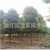 成都高桿小葉楨楠基地直銷/澄昊園藝場