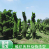 成都溫江植物造型編織/澄昊園藝場