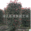四川紅葉石楠柱基地批發/澄昊園藝場